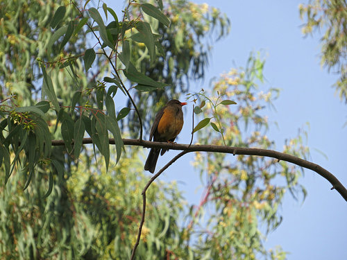 Abyssinian Thrush