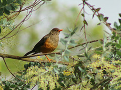 Turdus abyssinicus