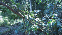 Austrosteenisia glabristyla