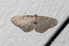 Aethalura intertexta