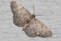 Aethalura intertexta