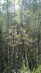 Dracophyllum sinclairii