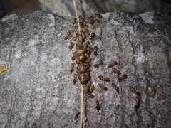 Macrotermes annandalei
