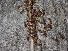 Macrotermes annandalei