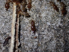Macrotermes annandalei