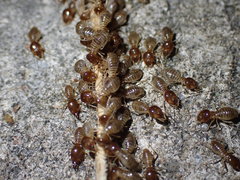 Macrotermes annandalei