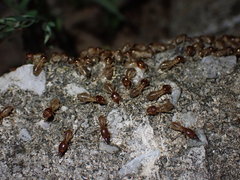 Macrotermes annandalei