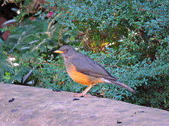 Turdus olivaceus pondoensis
