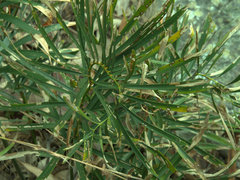 Macrozamia fawcettii