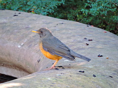 Turdus olivaceus pondoensis
