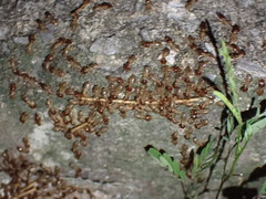 Macrotermes annandalei
