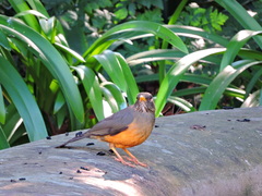 Turdus olivaceus pondoensis