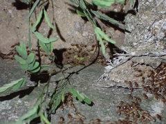 Macrotermes annandalei