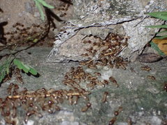 Macrotermes annandalei