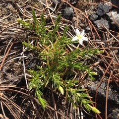 Arenaria lycopodioides
