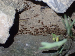 Macrotermes annandalei