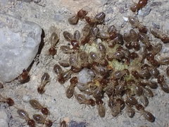 Macrotermes annandalei