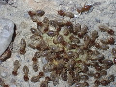 Macrotermes annandalei