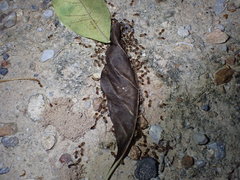Macrotermes annandalei