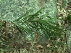 Macrozamia fawcettii