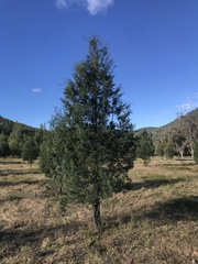 Callitris endlicheri