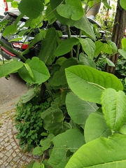 Reynoutria sachalinensis