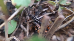 Sphedanolestes pulchellus