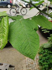 Reynoutria sachalinensis