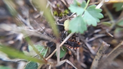 Sphedanolestes pulchellus