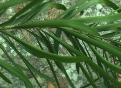 Macrozamia fawcettii