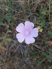 Malva hispanica