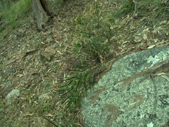 Macrozamia fawcettii