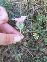 Malva hispanica