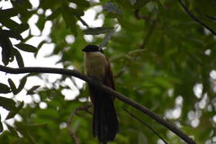 Centropus senegalensis