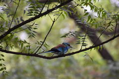 Coracias abyssinicus