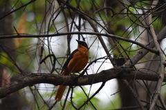 Cossypha albicapillus