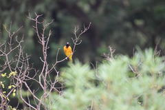 Ploceus cucullatus