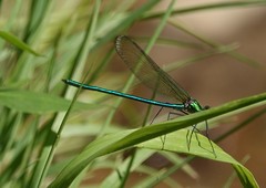 Calopteryx angustipennis