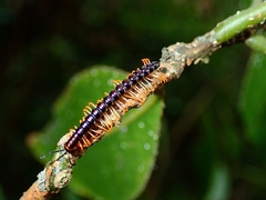 Helicorthomorpha