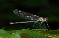 Calopteryx angustipennis