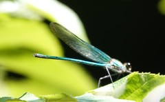 Calopteryx angustipennis