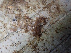 Trichomyrmex destructor