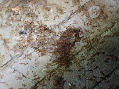 Trichomyrmex destructor