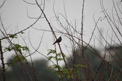 Uraeginthus bengalus