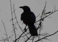 Onychognathus neumanni