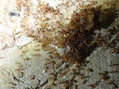 Trichomyrmex destructor