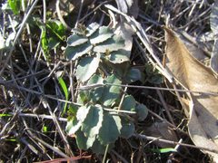 Lobelia concolor