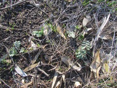 Lobelia concolor