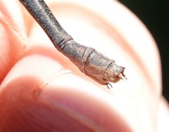 Calopteryx angustipennis