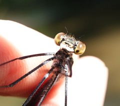 Calopteryx angustipennis